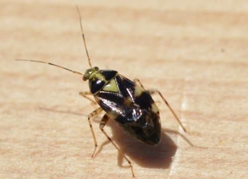 Liocoris tripustulatus
